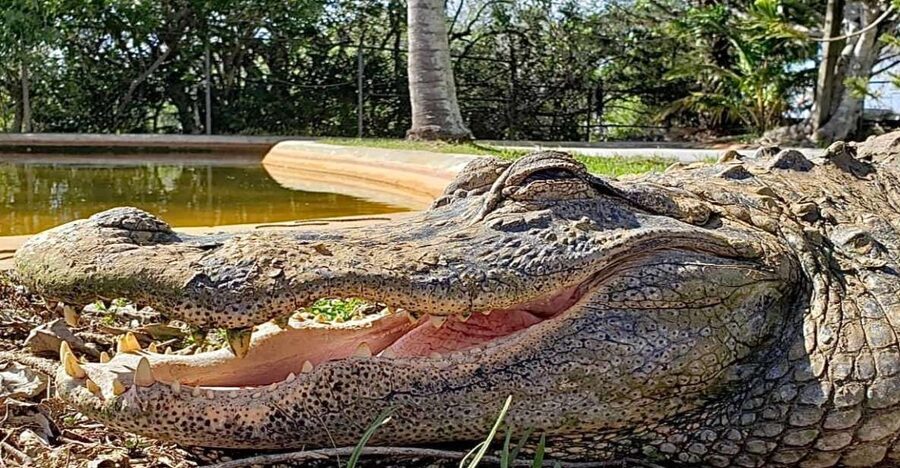 Miami: Original Everglades Airboat Tour & Interpretive area - Food, facilities, and the short stopover feel