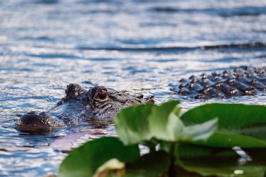 Miami: Wild Everglades Airboat Ride and Gator Encounters - Who should book this outing?
