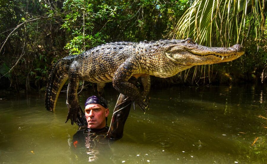 Miami: Wild Everglades Airboat Ride and Gator Encounters - Should you book the Miami Everglades airboat tour?