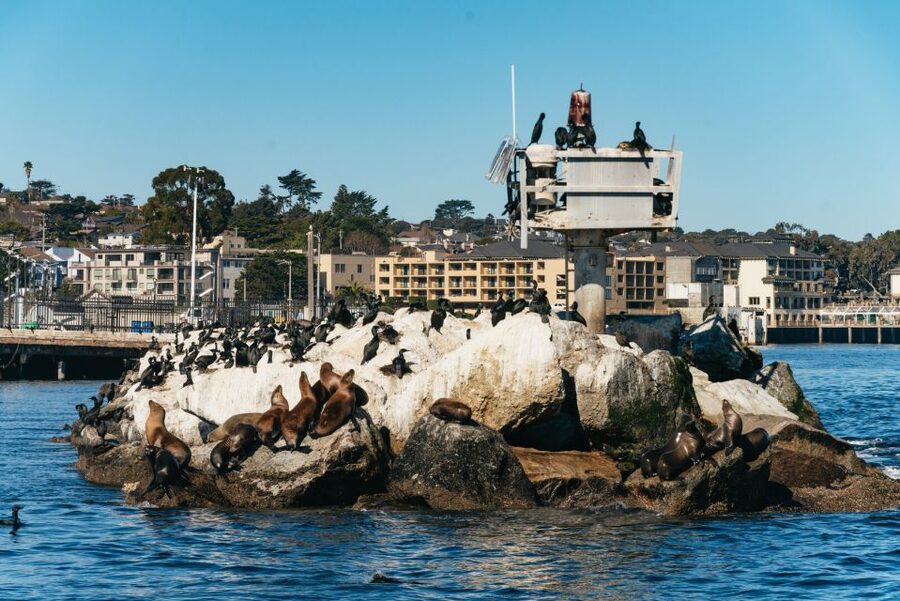 Monterey Bay: Whale Watching Tour - Why Monterey Bay is such a strong place for whale watching