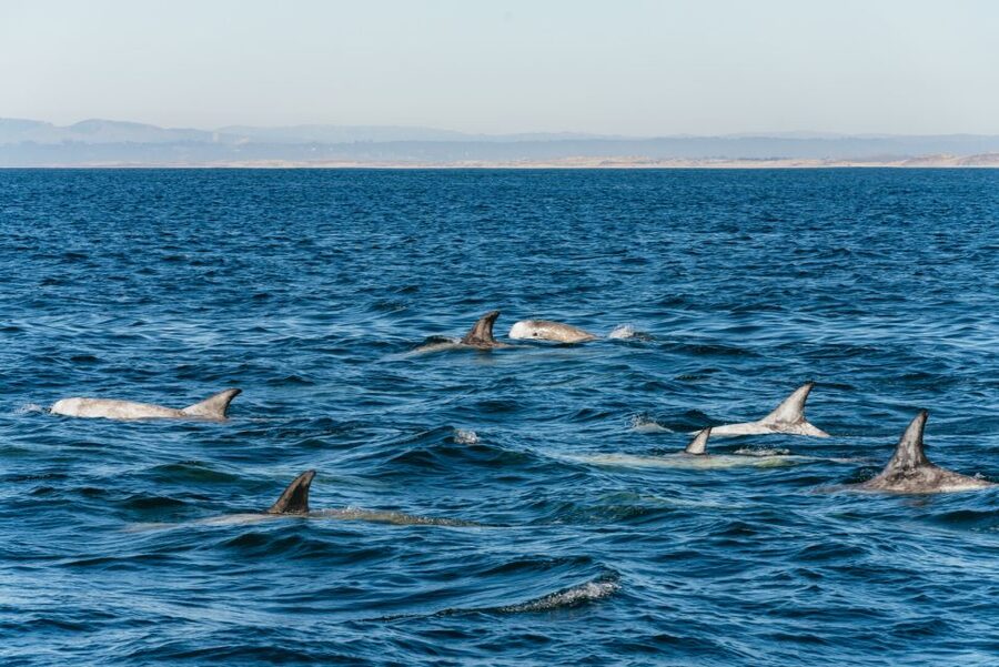 Monterey Bay: Whale Watching Tour - Is $75 a fair price?