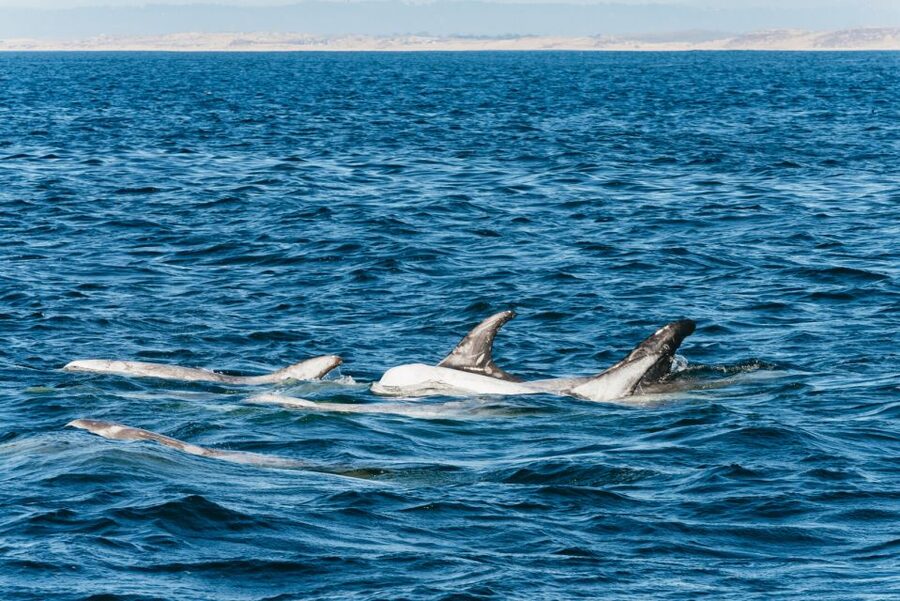 Monterey Bay: Whale Watching Tour - Starting at Old Fisherman’s Wharf