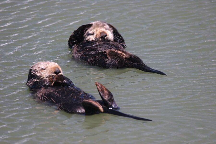 Monterey: Monterey Bay Dolphin and Whale Watching Boat Tour - Sea Lions, Dolphins, and the Rest of the Bay