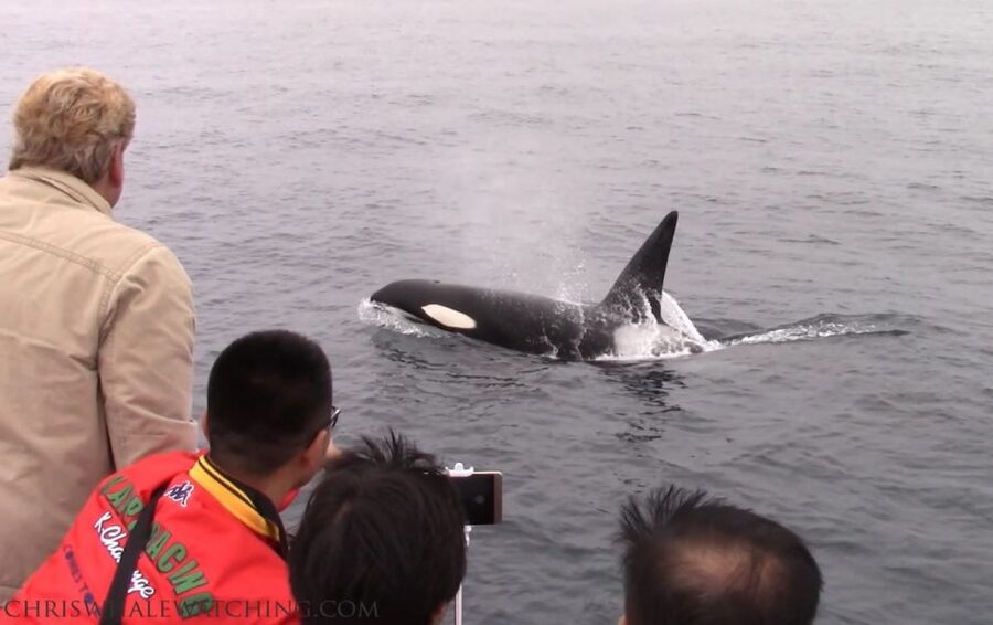 Monterey: Monterey Bay Dolphin and Whale Watching Boat Tour - What the Guide Adds to the Trip