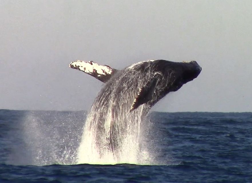 Monterey: Monterey Bay Dolphin and Whale Watching Boat Tour - Should You Book It?