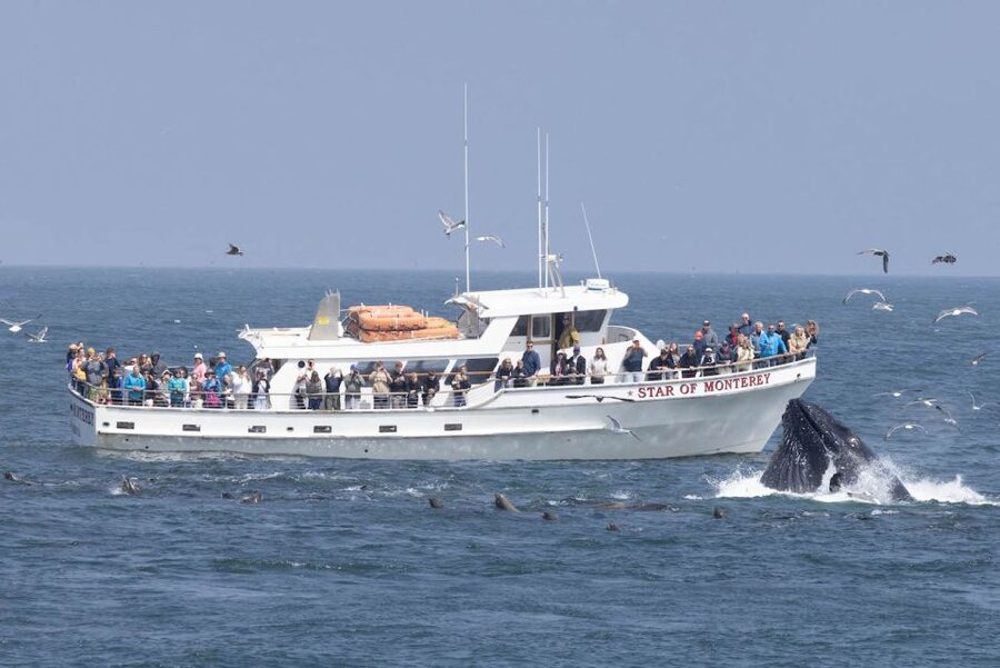 Monterey: Monterey Bay Dolphin and Whale Watching Boat Tour - Searching the Bay for Whales