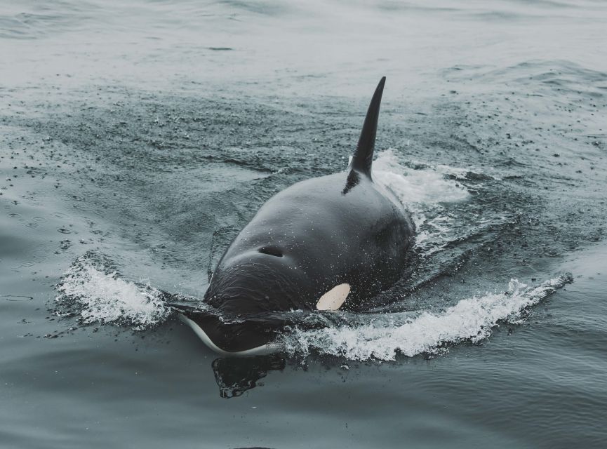 Monterey: Sunset Whale Watching Cruise with A Guide - Key points to know before you book