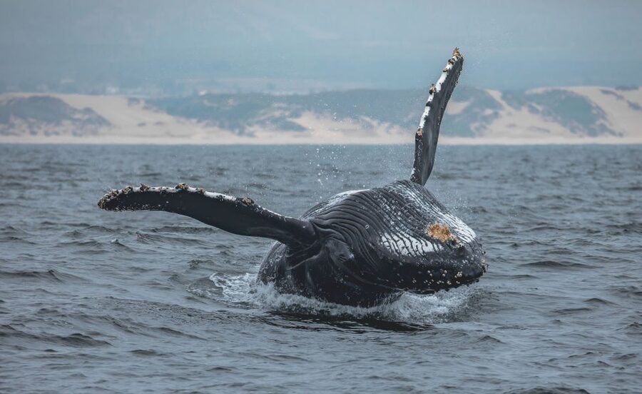 Monterey: Sunset Whale Watching Cruise with A Guide - Leaving Fisherman’s Wharf for Monterey Bay