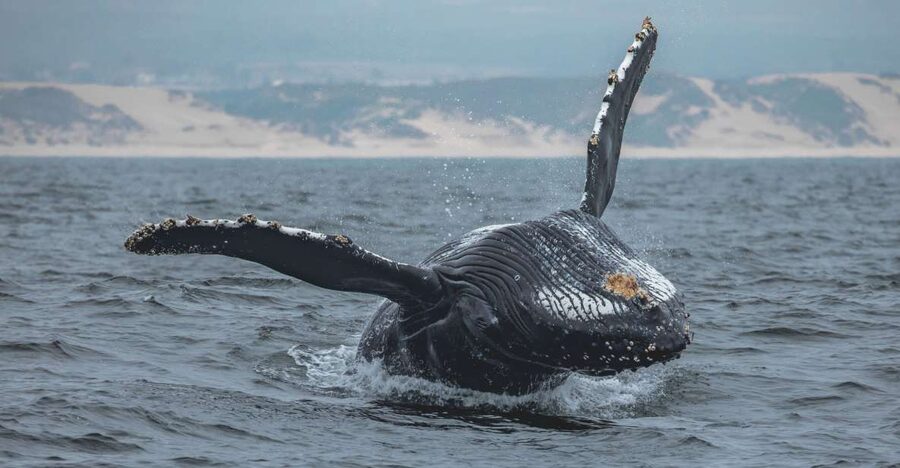 Monterey: Sunset Whale Watching Cruise with A Guide - Humpbacks, dolphins, and the wider cast