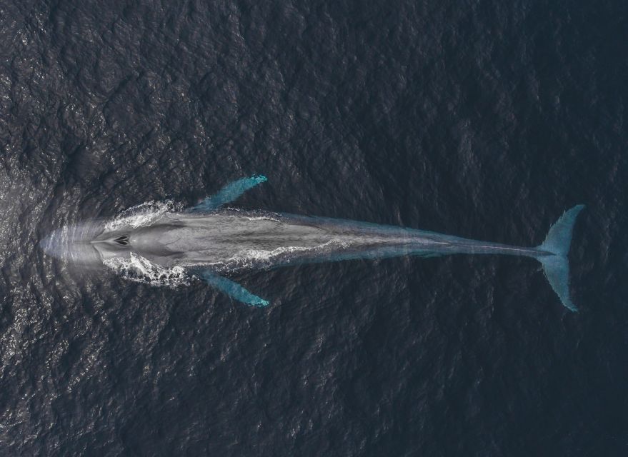 Monterey: Sunset Whale Watching Cruise with A Guide - What the naturalist adds