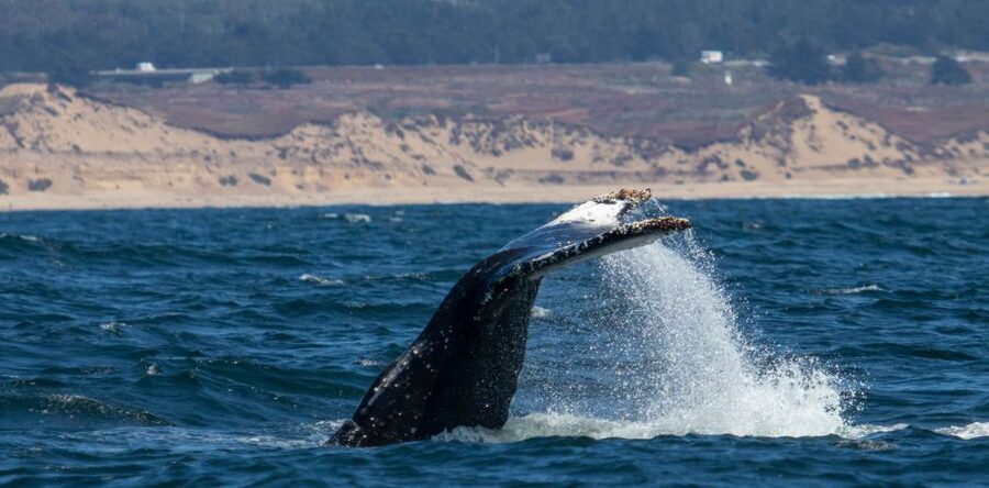 Monterey: Sunset Whale Watching Cruise with A Guide - Sunset on the return journey