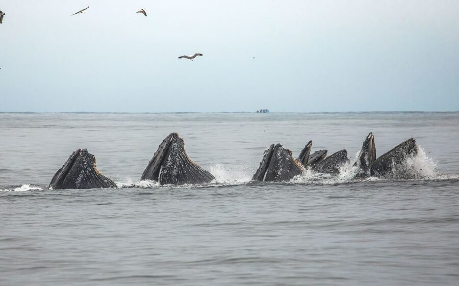 Monterey: Sunset Whale Watching Cruise with A Guide - Is $75 a fair price?