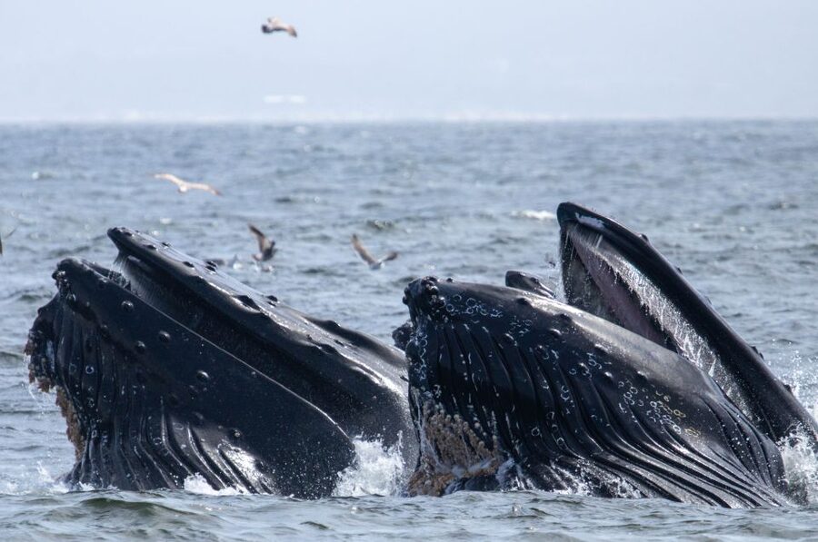 Monterey: Sunset Whale Watching Cruise with A Guide - Should you book it?