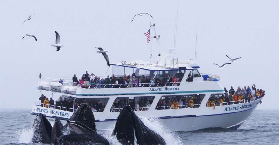 Monterey: Whale Watching Tour with A Marine Guide - Key points to know before you book