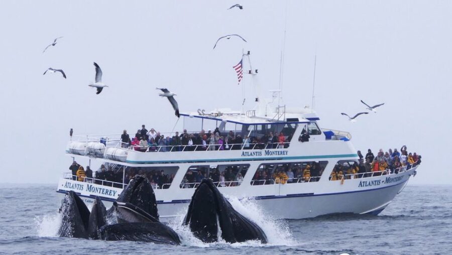 Monterey: Whale Watching Tour with A Marine Guide - Leaving Fisherman’s Wharf for Monterey Bay