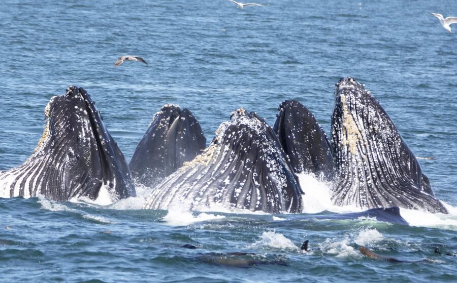 Monterey: Whale Watching Tour with A Marine Guide - The first search for whales and dolphins