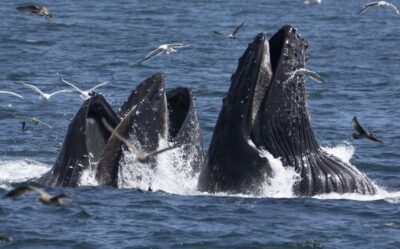 Monterey: Whale Watching Tour with A Marine Guide