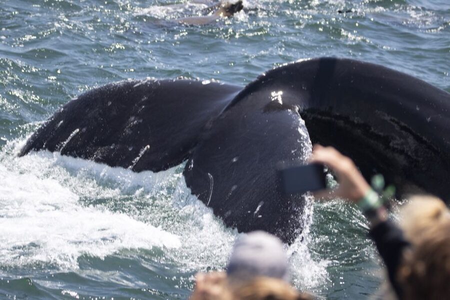 Monterey: Whale Watching Tour with A Marine Guide - How close are the whales?