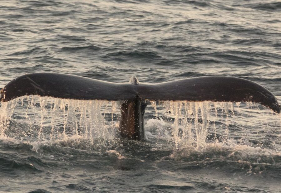 Monterey: Whale Watching Tour with A Marine Guide - Price, comfort, and overall value