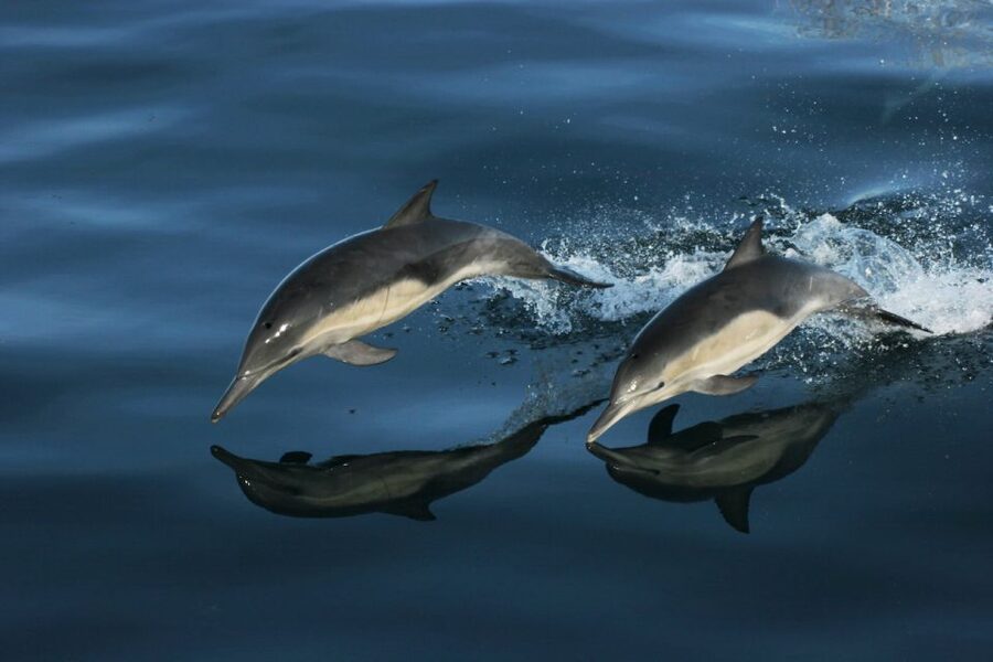 Monterey: Whale Watching Tour with A Marine Guide - Who should book this cruise?