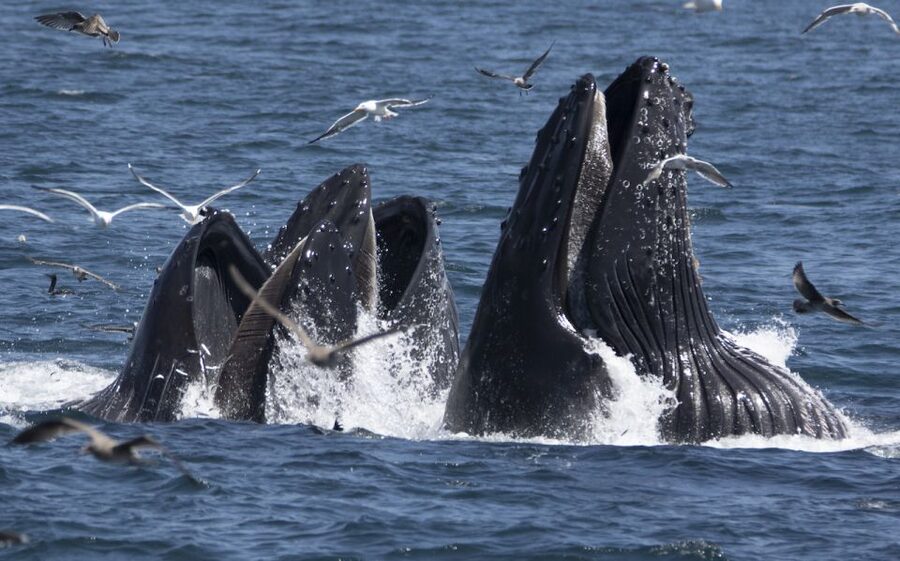Monterey: Whale Watching Tour with A Marine Guide - Why Monterey Bay is a good place to watch whales