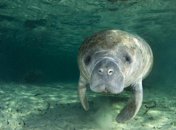 Most Popular 3hr Manatee Swim Tour + In-Water Guide! - Key points to know before you book