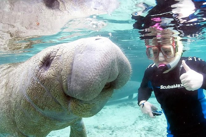Most Popular 3hr Manatee Swim Tour + In-Water Guide! - Meeting the manatees in Crystal River