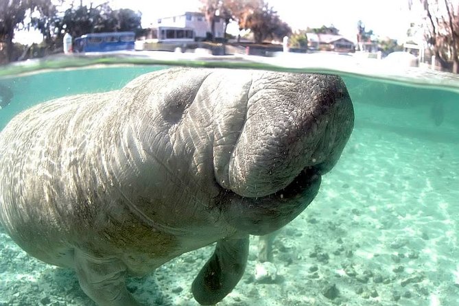 Most Popular 3hr Manatee Swim Tour + In-Water Guide! - A quiet way to watch a large animal