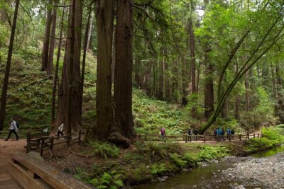 Muir Woods and Sausalito (Return by Bus or Ferry)