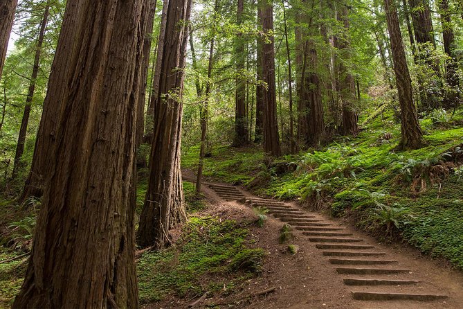 Muir Woods and Sausalito (Return by Bus or Ferry) - Bus, ferry, or bike: choosing the right version