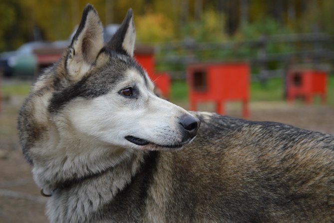 Mush Your Own Sled Dog Team (Summer/Fall Tour) - Meeting a Racing Team at the Kennel