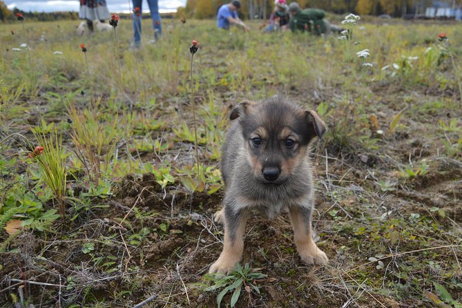 Mush Your Own Sled Dog Team (Summer/Fall Tour) - The Midway Water Break and Dog Photos
