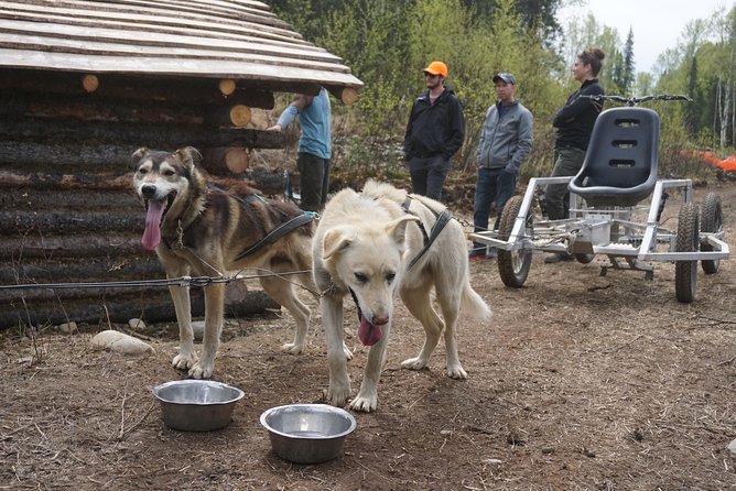 Mush Your Own Sled Dog Team (Summer/Fall Tour) - Puppies, Retired Dogs, and the Working Life of a Kennel