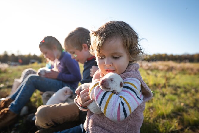 Mush Your Own Sled Dog Team (Summer/Fall Tour) - Is $199 Per Person a Fair Price?