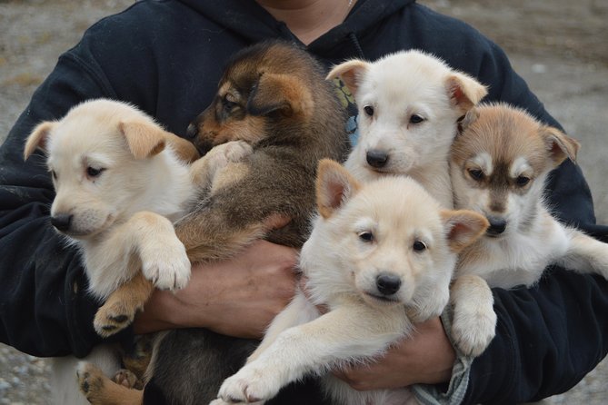 Mush Your Own Sled Dog Team (Summer/Fall Tour) - The 45-Minute Run Through Private Forest Trails