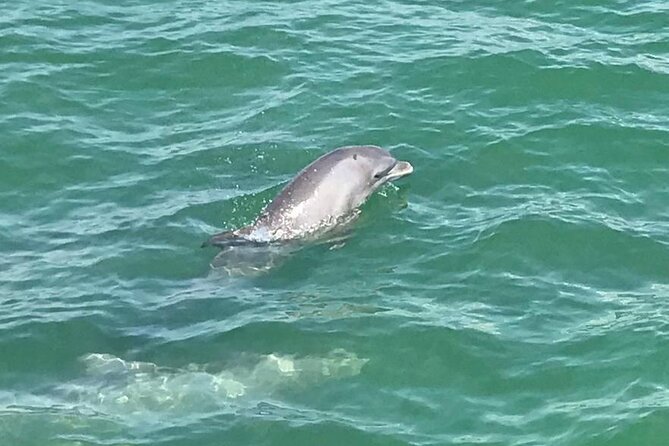 Myrtle Beach Dolphin Cruise - Practical details for a smoother outing