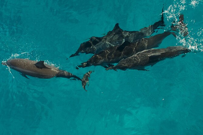 Na Pali Coast Half-Day Raft and Snorkel Adventure - Who should book this raft adventure