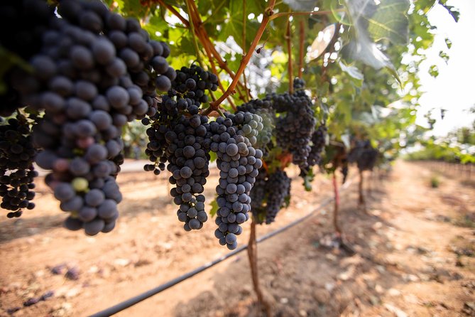 Napa and Sonoma Wine Country Full-Day Tour from San Francisco - Madonna Estate and the variable final stop