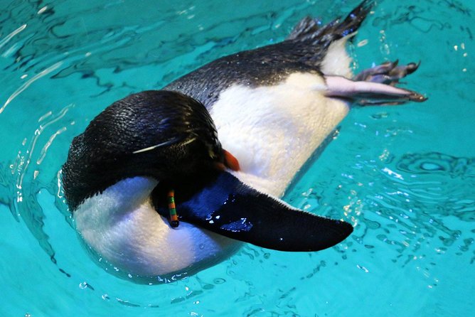 New England Aquarium Admission Ticket in Boston - Touch pools and smaller creatures reward a slower pace