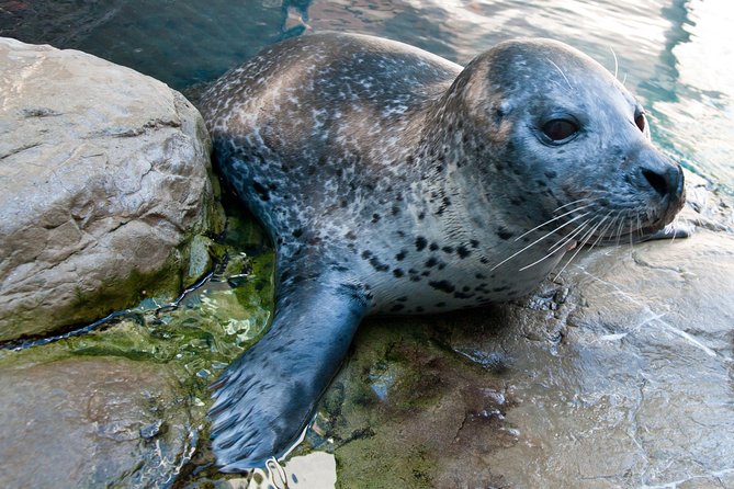 New England Aquarium Admission Ticket in Boston - Plan on two hours, but pace yourself