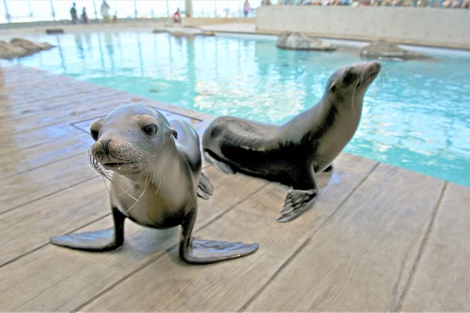 New England Aquarium Admission Ticket in Boston - Crowds are the main question of value