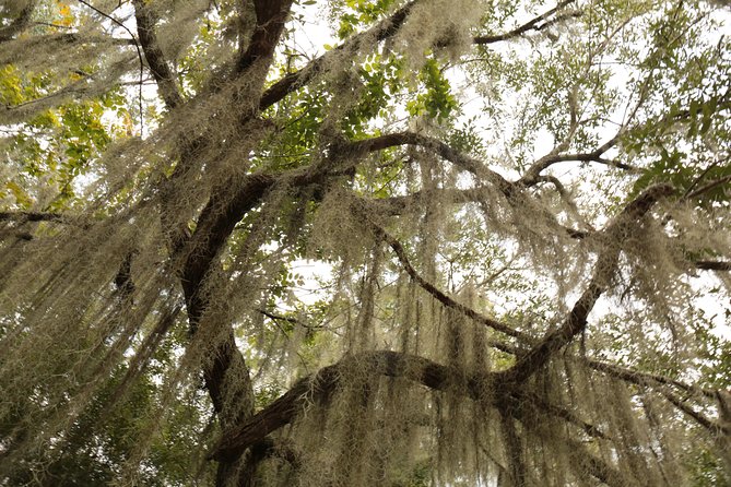 New Orleans Airboat Ride - Alligators are likely, but not promised