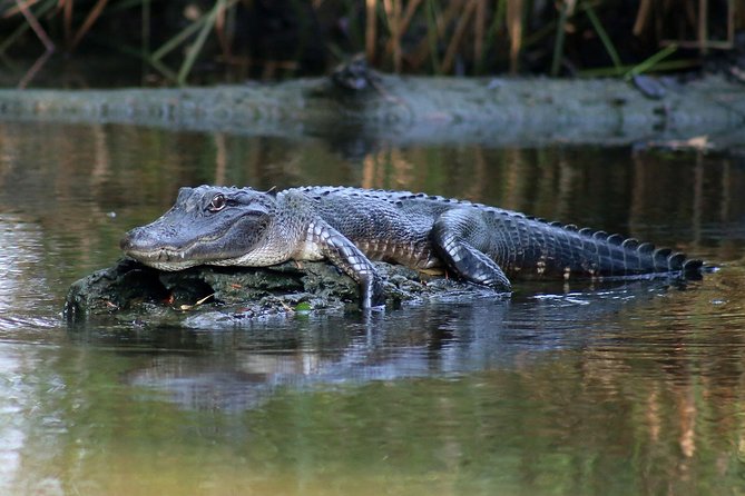 New Orleans Airboat Ride - Timing, pickup, and cancellation details