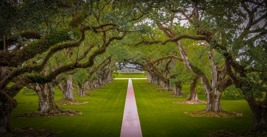 New Orleans: Bayou Swamp Tour and Oak Alley Plantation Tour - Two Louisiana icons in one long day