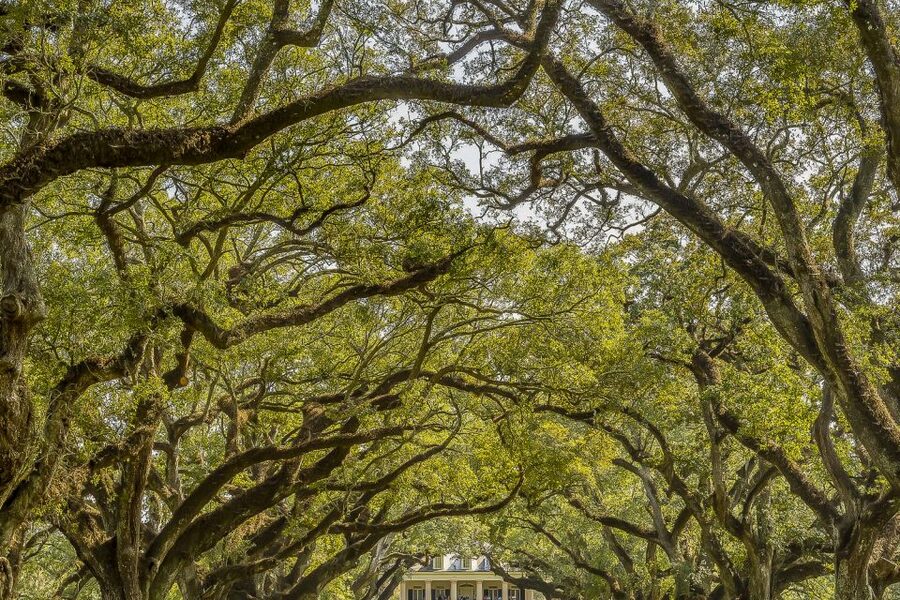 New Orleans: Bayou Swamp Tour and Oak Alley Plantation Tour - A short break at Cajun Pride