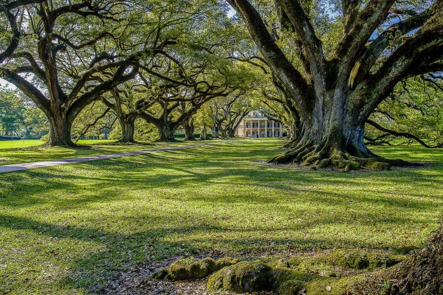 New Orleans: Bayou Swamp Tour and Oak Alley Plantation Tour - Food, clothing, and comfort