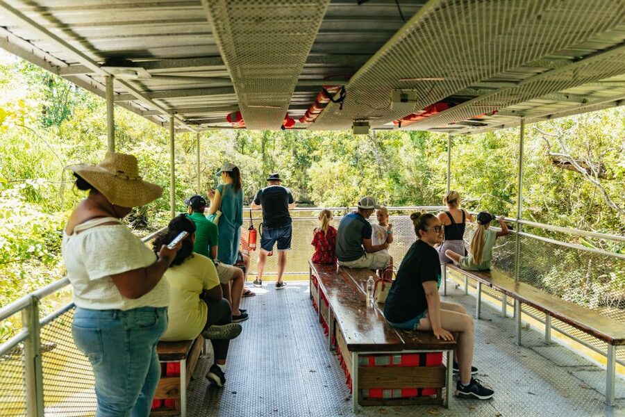 New Orleans: Bayou Tour in Jean Lafitte National Park - Finding alligators and other wildlife