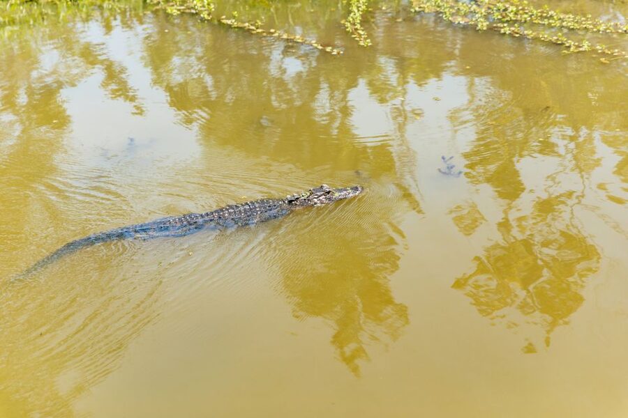 New Orleans: Bayou Tour in Jean Lafitte National Park - Why the price works at $32