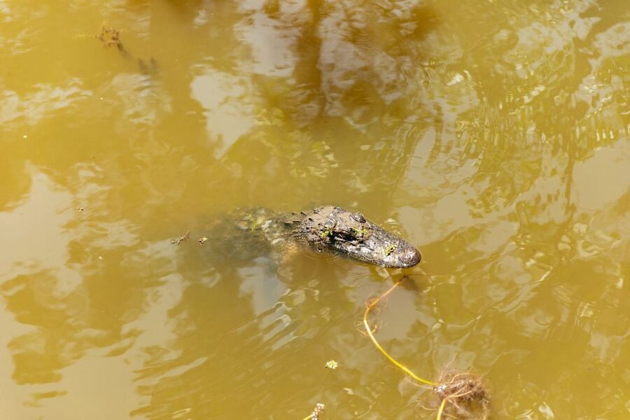 New Orleans: Bayou Tour in Jean Lafitte National Park - Practical booking details