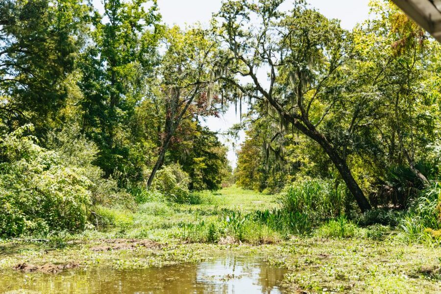 New Orleans: Bayou Tour in Jean Lafitte National Park - What the 90-minute boat ride feels like